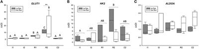 Adaptive mechanisms in no flow vs. low flow ischemia in equine jejunum epithelium: Different paths to the same destination